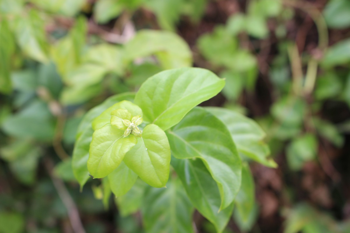 Glossocarya scandens (L.f.) Trimen